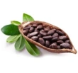 Cacao Beans